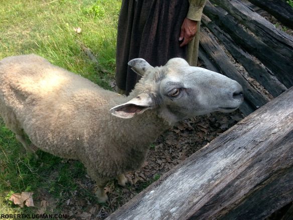 SHEEP AT OLD MISSOURI TOWN (2)